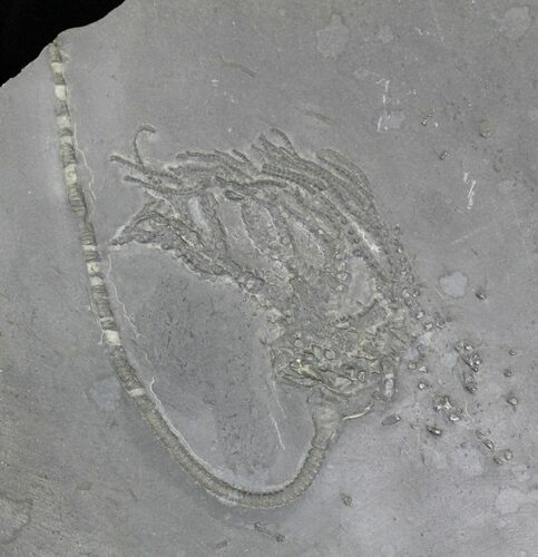 Pyritized Crinoid (Codiacrinus) - Hunsrück Slate #21550